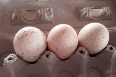 Selling with In-person Payment: Turkey Hatching Eggs Braham
