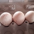 Selling with In-person Payment: Turkey Hatching Eggs Braham