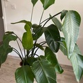 Vente: Oiseau du Paradis - Strelitzia nicolai 