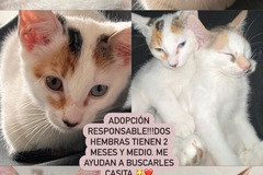 Anuncio: Gatitas 