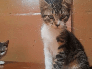 Anuncio: gatito en adopción