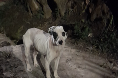 Anuncio: Perrito abandonado en adopción 