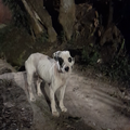 Anuncio: Perrito abandonado en adopción 