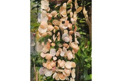  : 45cm long windchime with translucent shells from Lamma