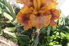 Vente: Iris 