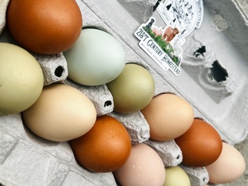 Selling with online payment: Farm fresh eggs