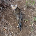 Anuncio: gatitas abandonadas 