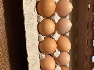 Selling with In-person Payment: Rhode Island Red & Silkies
