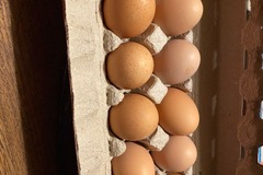 Selling with In-person Payment: Rhode Island Red & Silkies