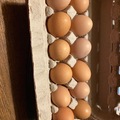 Selling with In-person Payment: Rhode Island Red & Silkies