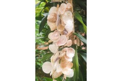  : wind chime with translucent shells mounted on a barnacle 