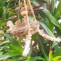  : bird made with hundred percent natural things and a nest