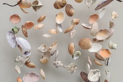 : sea shells windchime on a beautiful twirled branch