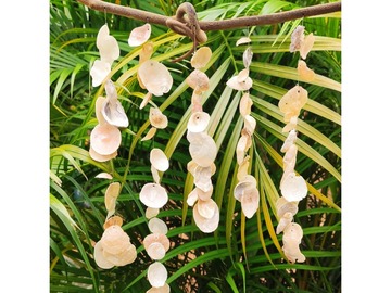  : windchime made with translucent shells on a beautiful branch