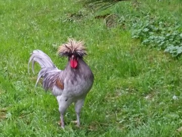Selling with online payment: Free ranging chicken eggs- all colors (Wisconsin Rapids, WI)