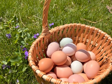Selling with online payment: Organic, soy-free chicken eggs