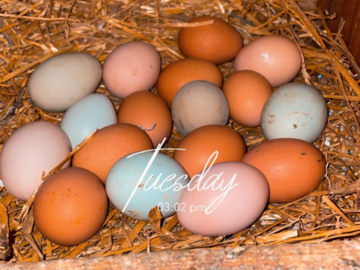 Selling with online payment: Farm Fresh, Free Ranged, Chicken Eggs