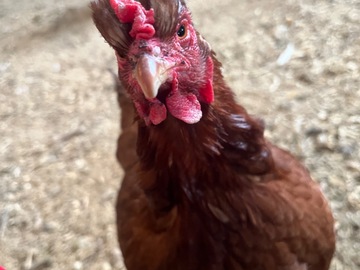 Selling with In-person Payment: Free range eggs  (New Richmond, WI)