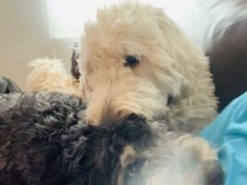  : Oliver
