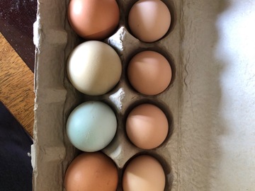 Selling with In-person Payment: Free range chicken eggs
