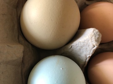 Selling with In-person Payment: Barnyard mix chicken hatching eggs