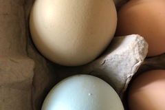 Selling with In-person Payment: Barnyard mix chicken hatching eggs