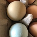 Selling with In-person Payment: Barnyard mix chicken hatching eggs