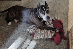 Anuncio: PERRO EN ADOPCION