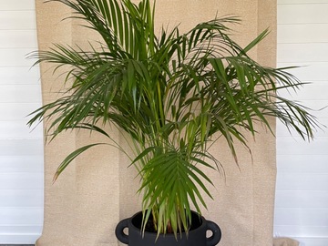 Vente: Areca dypsis lutescens palm XL - 120cm + cache pot terre cuite