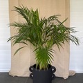 Vente: Areca dypsis lutescens palm XL - 120cm + cache pot terre cuite