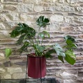 Vente: Philodendron Monstera Deliciosa + cache pot metal