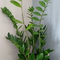 Vente: Zalmioculcas