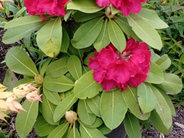 Sales: Rhododendron 