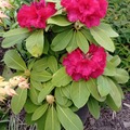 Vente: Rhododendron 
