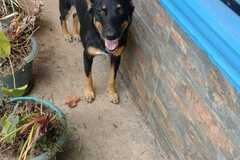Anuncio: Hermosa con cruce Rottweiler 