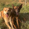  : Penny & Rosie