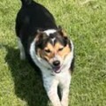  : Kiwi