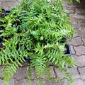 Vente: Fougère dryopteris affinis 