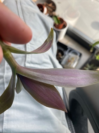 Tradescantia spathacea 