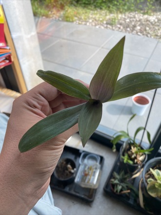 Tradescantia spathacea 
