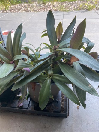 Tradescantia spathacea 