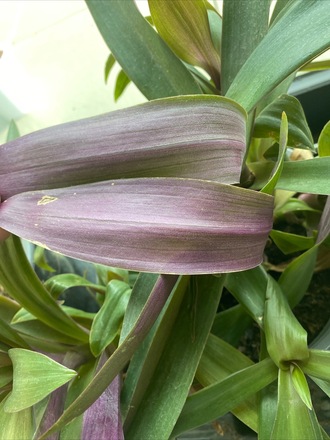 Tradescantia spathacea 