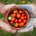 NOS JARDINS A PARTAGER: Jardin potager /poulailler contre légumes et œufs 