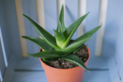 Vente: Agave 