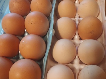 Selling with In-person Payment: XL or Jumbo eggs