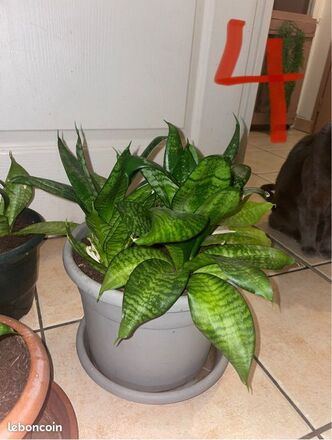 Sansevieria
