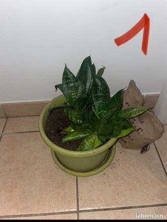 Sansevieria