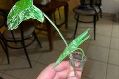 Vente: Bouture sygonium Albo variagata