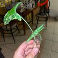 Vente: Bouture sygonium Albo variagata