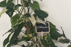 Vente: Sygonium variagata